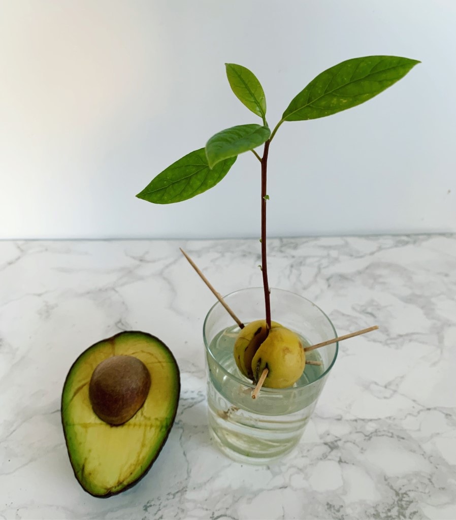 How to plant avocado from seed? A simple guide