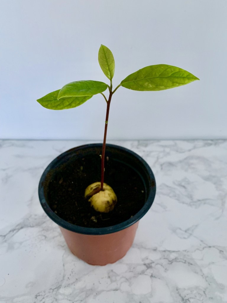 How to plant avocado from seed? A simple guide