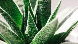 Aloe vera- properties and use in natural cosmetics