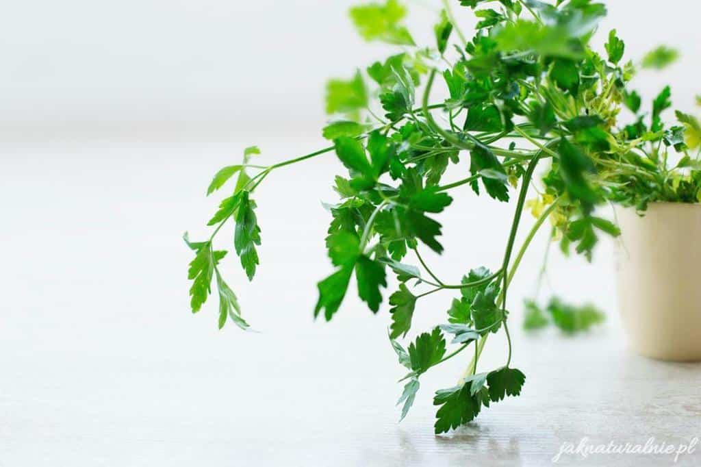 Parsley water, an elixir for beauty and health
